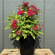 Image result for Pentas herbacea