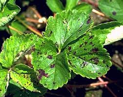 うどんこ病 農業害虫や病害の防除 農薬情報 病害虫 雑草の情報基地 全国農村教育協会