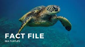 Loggerhead turtles live in oceans all around the world, except in the coldest seas far north and south, near the earth's poles. Facts About The Sea Turtle Youtube