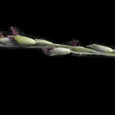 Image result for Acroceras amplectens