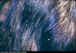 Image result for what do Mallophaga look like in dog fur