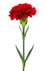 Carnation Birth Flowers Carnation Flower Birth Flower Tattoos