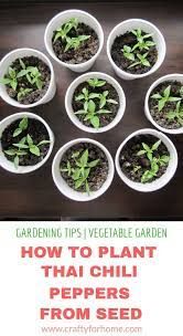 Planting Thai Chili Peppers Crafty For Home Thai Chili Pepper Thai Chili Plant Thai Chilies