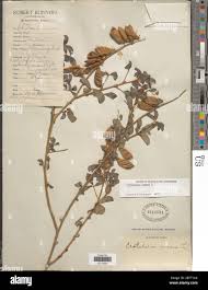 Image result for Crotalaria pallidicaulis