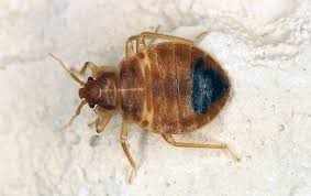 Bed bugs pest controlbed bugs are parasitic insects of the cimicid family that feed exclusively on blood.there are several methods to control bed bugs. Tag Bed Bug Problems