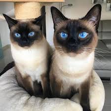 Siamese cat history, charting the journey from traditional through classic (to me, this is the thai cat) to modern is interesting. Pin By Sigrid Glowczewski On Pawesome Affairs Cat Breeds Crazy Cats Cats