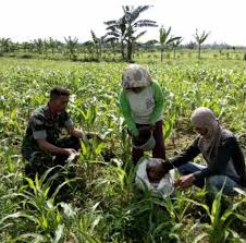 Za 280kg/ha + sp 100kg/ha + furadan 12kg/ha. Agar Jagung Bertumbuh Baik Inilah Pemupukan Menurut Serka Suyanto Dan Serda M Tampubolon Lintas Publik