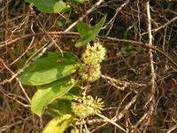Image result for Smilax anceps