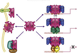 Image result for Selective Estrogen Receptor Modulator