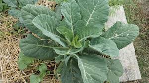 Check spelling or type a new query. Plant Collard Greens Now For Harvest Months To Come
