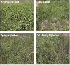 Also known as catbrier, cat there are many common names for greenbrier, including catbrier, cat sawbrier and sarsaparillavine. Controlling Greenbrier In Pastures Or Other Non Crop Environments Farms Com
