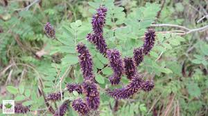 Image result for Indigofera filipes