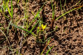 Image result for Oxygonum dregeanum