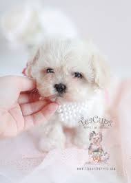 We understand that adopting a puppy is a huge responsibility, so don't be afraid to give us a call! Pin On Designer Breed Puppies