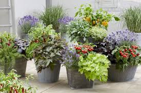 In the ground vs in containers. Us La Lsu Agcenter Announces Edible Ornamental Sweet Potato