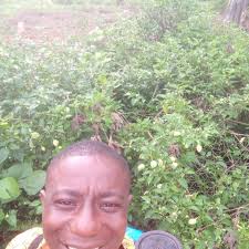 What is the source of the dark red pollen brought in by bees?