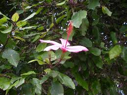 Image result for Hibiscus aponeurus