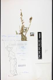 Image result for Crotalaria cylindrocarpa