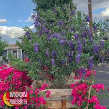 Grows to 7 to 8 feet in height. Texas Mountain Laurel Flowering Trees Moon Valley Nurseries