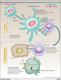 Symptoms include blood in the urine, pain with urination, and low back pain. New Strategies In Bladder Cancer A Second Coming For Immunotherapy Clinical Cancer Research