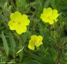Pin On Native Ct Garden Ideas