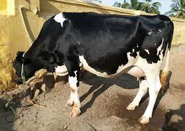 Friesians are less adaptable to hot climates. Black And White Spotted Jersey Cow Gender Female Price 50000 Inr Unit Id 5695157