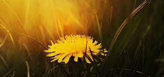 Reduce Water Retention With Dandelion This Spring Hri Herbal Medicine