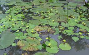 Image result for Nymphoides thunbergiana