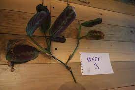 Within the maranta genus, a few species are seen more commonly: Prayer Plant Propagation The Easiest Way