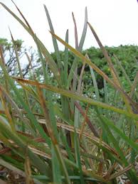 Image result for Eustachys