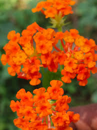 Image result for Portulaca centrali-africana