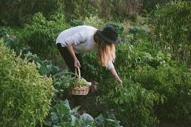 The Joy Of A Healthy Garden Picking Things Straight From The Garden And Going To Cook Them If It S A Nice Enough Clim Garden Farm Gardens Austin Photography