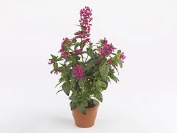 Image result for Lythraceae