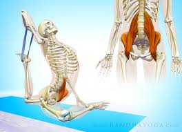 The Psoas Iliopsoas Is Comprised Of The Iliacus And Psoas Major Pigeon Pose Works To Lengthen This Muscle Psoasre Yoga Anatomy Psoas Release Yoga Postures