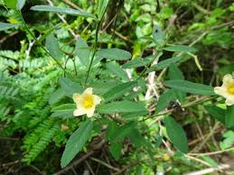 Image result for Sida rhombifolia