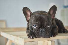 I cani di piccola taglia e i cani piccoli sono sempre più popolari nelle famiglie italiane. Cani Piccolissima Taglia A Pelo Corto Quali Sono