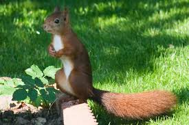 Image result for squirrel poop