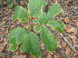 Image result for Anchomanes