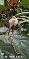 Image result for Aristolochia triactina