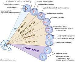 Process Of Mitosis Mitosis Cell Cycle Meiosis