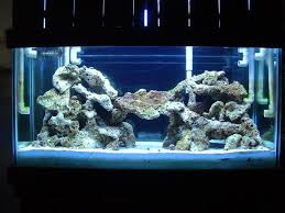 Nature aquascaping is quite possibly the most replicated and popular type of aquascaping in the fish keeping world today. 12 Aquascaping Ideas Saltwater Aquarium Aquascape Reef Tank