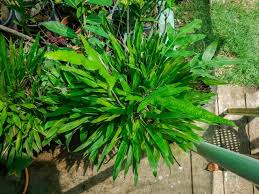 Image result for Carex sp.no.1