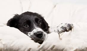 Slik gjenkjenner du symptomer på depresjon. 5 Tegn Pa At Du Har En Deprimert Hund Zookjeden Buddy As