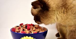 Bebebapa hal yang harus diperhatikan dalam menjaga kucing maine coon. 10 Jenis Kucing Peliharaan Favorit Dan Penyayang Tokopedia Blog