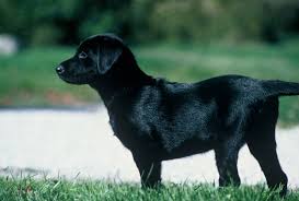 8 235 просмотров • 6 апр. Labrador Retriever Puppy Training Hawkeyemedia Training A Retriever Puppy