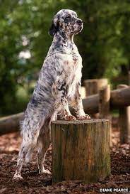 This is the newest place to search, delivering top results from across the web. Uk Native Dog Breeds At Risk Of Extinction Bbc News