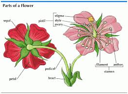 Seven Awesome Things You Can Learn From Parts Of Rose Flower Plant Parts Of Rose Flower Plant Http Bit Ly Parts Of A Flower Flower Structure Flower Anatomy