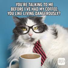 Get a meme cat mug for your guy julia. 45 Cat Memes You Ll Laugh At Every Time Reader S Digest