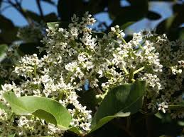 Image result for Polystachya bennettiana