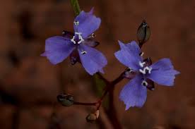 Image result for Murdannia semiteres